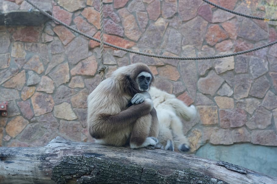 monkey, gibbon, white, sitting, tree, primate, mammal, animal wildlife HD wallpaper