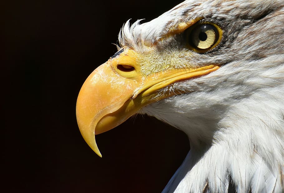 closeup photo of eagle, adler, bald eagle, bird, raptor, bird of prey, HD wallpaper