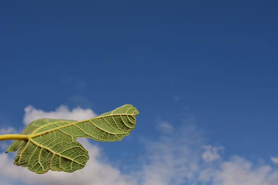 fig leaf, close, green, nature, macro, sky, clouds, background HD wallpaper
