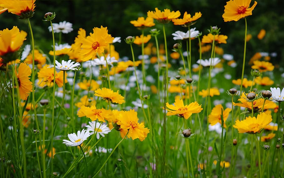 Flower, Yellow, Scenery, growth, plant, nature, summer, flowering plant HD wallpaper