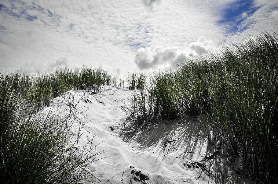 Dune Path, snow field with grasses, beach, sand, cloud, cloud - sky HD wallpaper
