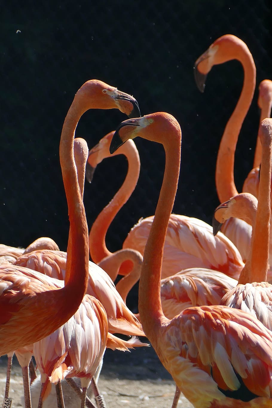 flock of flamingos, water, wing, bird, animal, nature, fish HD wallpaper