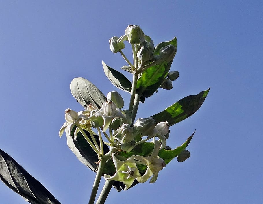 aak, calotropis gigantea, milkweed, white, flower, hubli, india, HD wallpaper