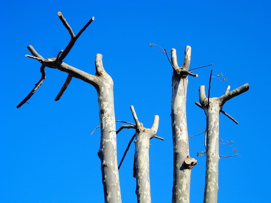 tree, trunk, branches, tree trunk, spring, sprout, giraffes HD wallpaper