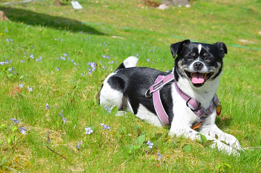 Dog, Flowers, Spring, Cute, Smile, tongue, pets, animal, outdoors HD wallpaper