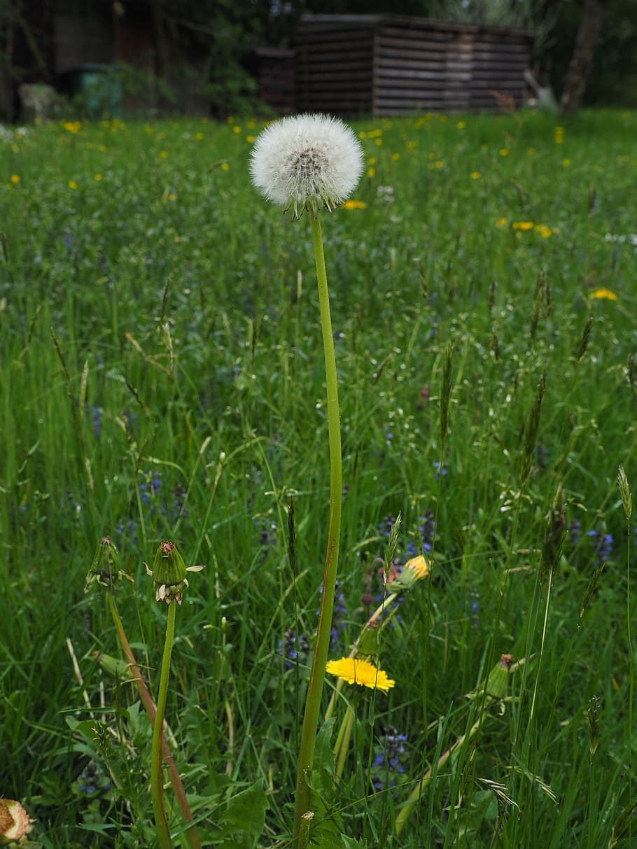 dandelion, spring, meadow, pointed flower, plant, flowering plant HD wallpaper