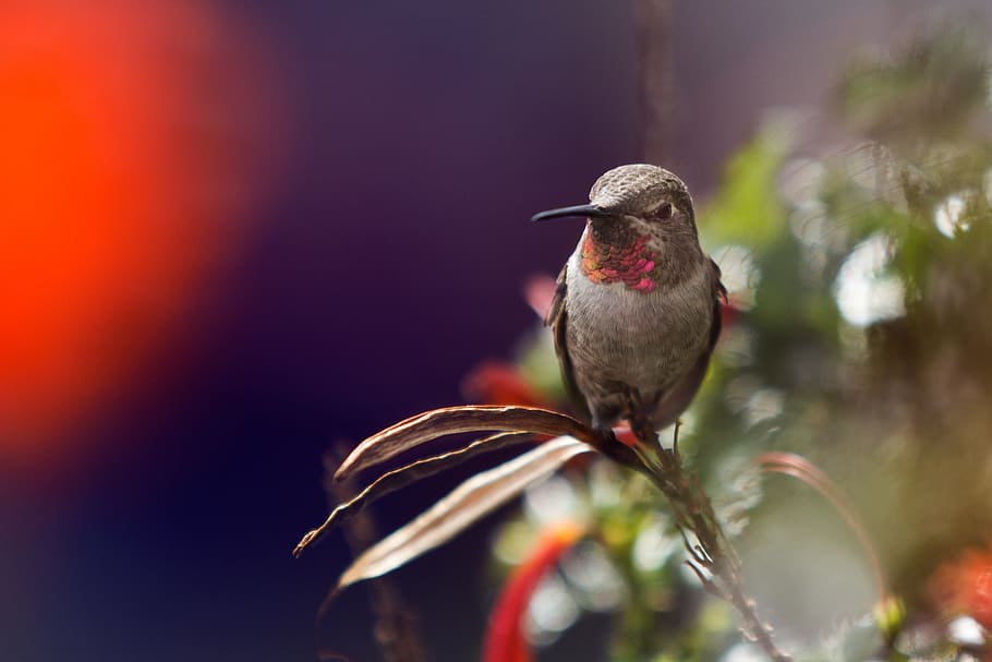 leaf, plant, nature, blur, bird, animal wildlife, vertebrate HD wallpaper