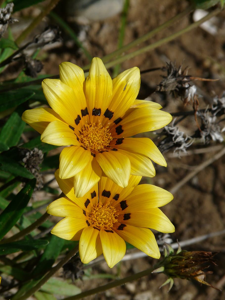 two yellow flowers shallow focus photography, gazania rigens, HD wallpaper