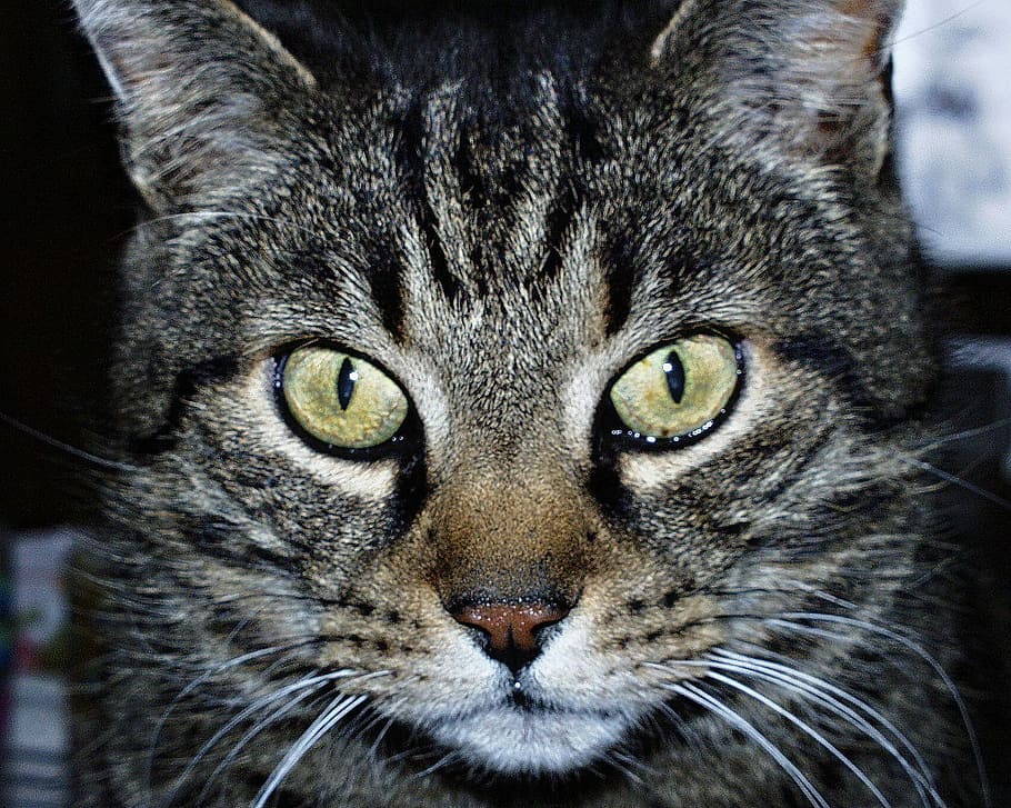 Cat, Animal, Head, Face, Eyes, Feline, pet, grey striped, close-up HD wallpaper