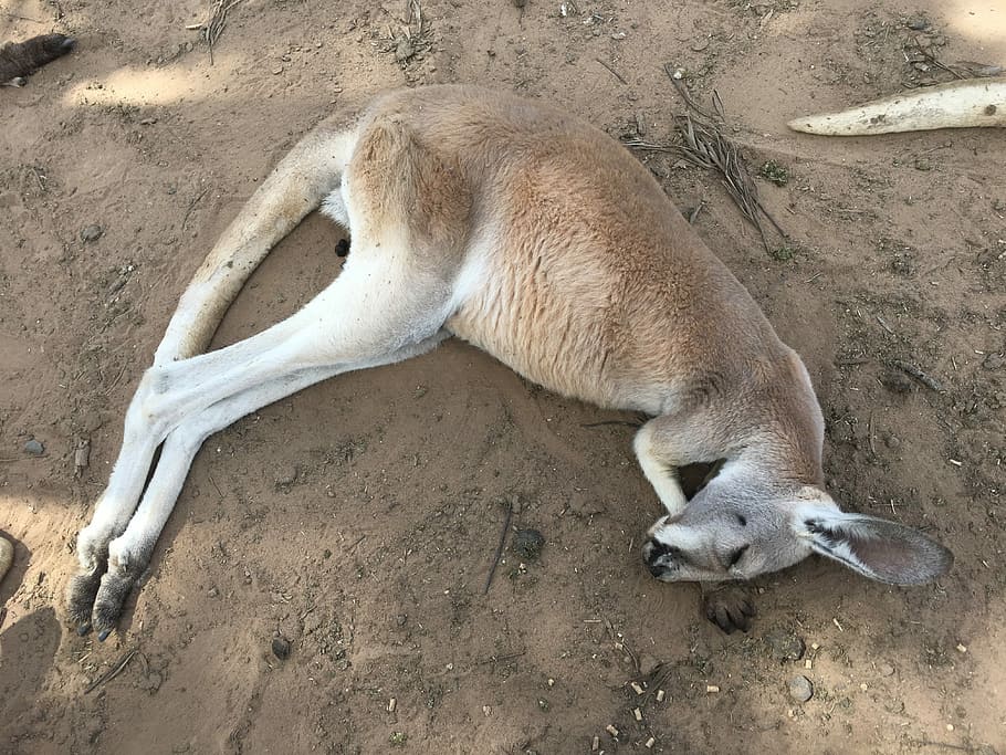 Kangaroo, Sleep, Ground, Zoo, nezo, animals in the wild, one animal HD wallpaper