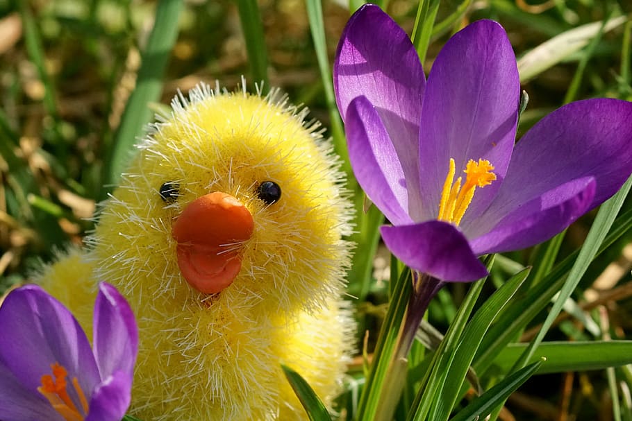 close-up photography of yellow duck plush toy beside purple crocus flowers during daytime HD wallpaper