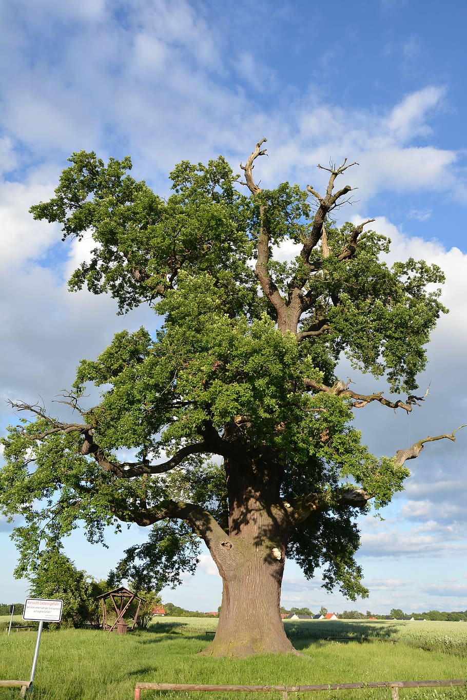 tree, nature, wood, log, old tree, plant, sky, cloud - sky HD wallpaper