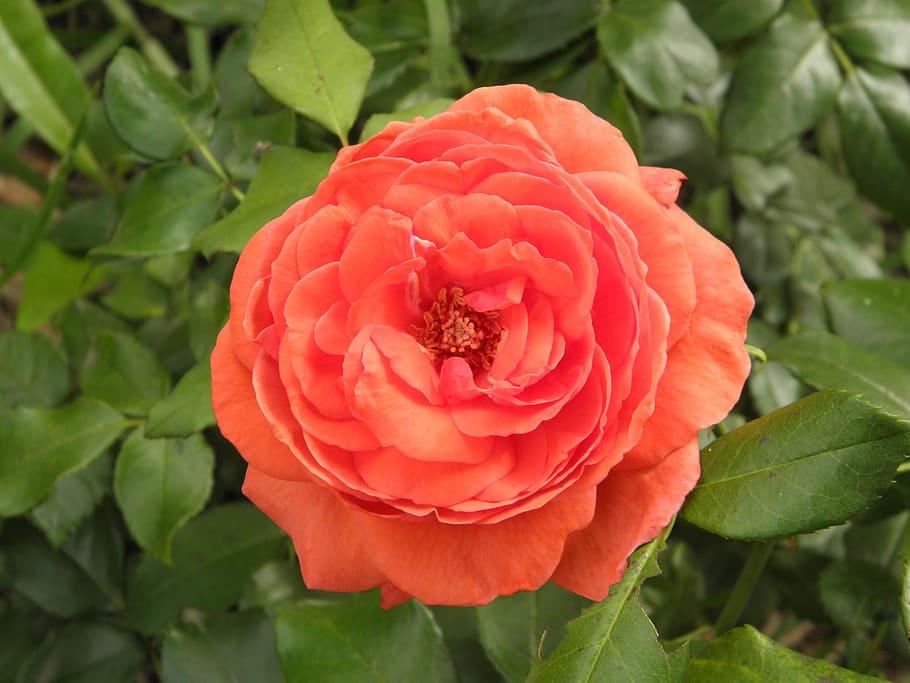 Flower, Spring, red, plant, growth, nature, petal, leaf, flowering plant HD wallpaper