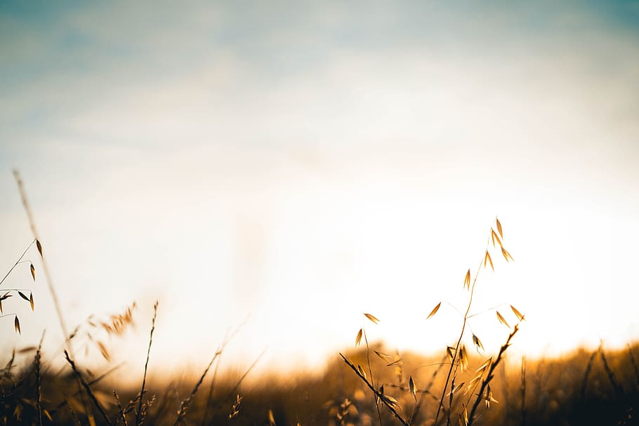 sky, view, sunrise, sunset, grass, nature, plant, beauty in nature HD wallpaper