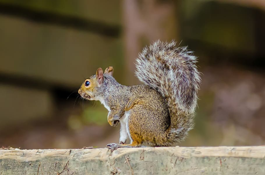 animal, rodent, squirrel, eastern gray, eastern gray squirrel HD wallpaper