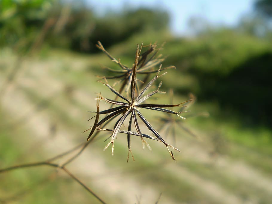 Seed, Tribulus, Dry, Wild, Path, nature, plant, close-up, green Color HD wallpaper