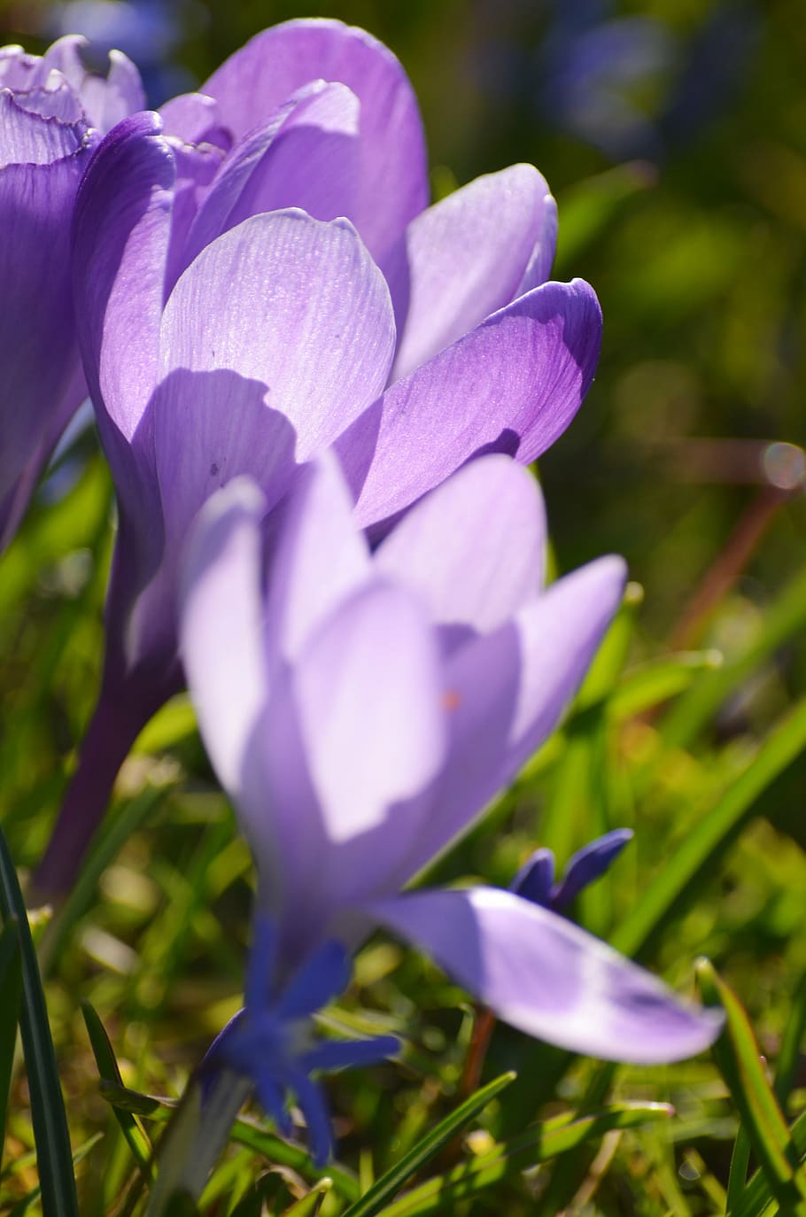 crocus, easter, spring, purple, flower, frühlingsanfang, early bloomer HD wallpaper