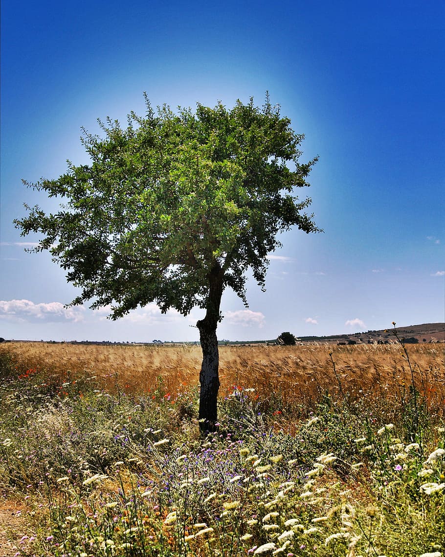 tree, nature, landscape, blue sky, outdoors, flowers, plant HD wallpaper