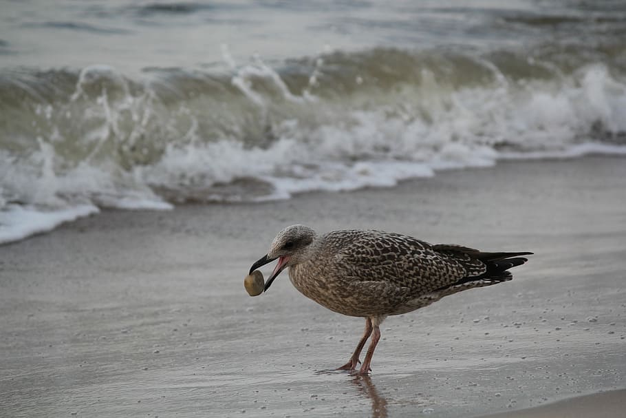 Seagull, Stone, Bird, Herring Gull, animals, nature, water bird HD wallpaper