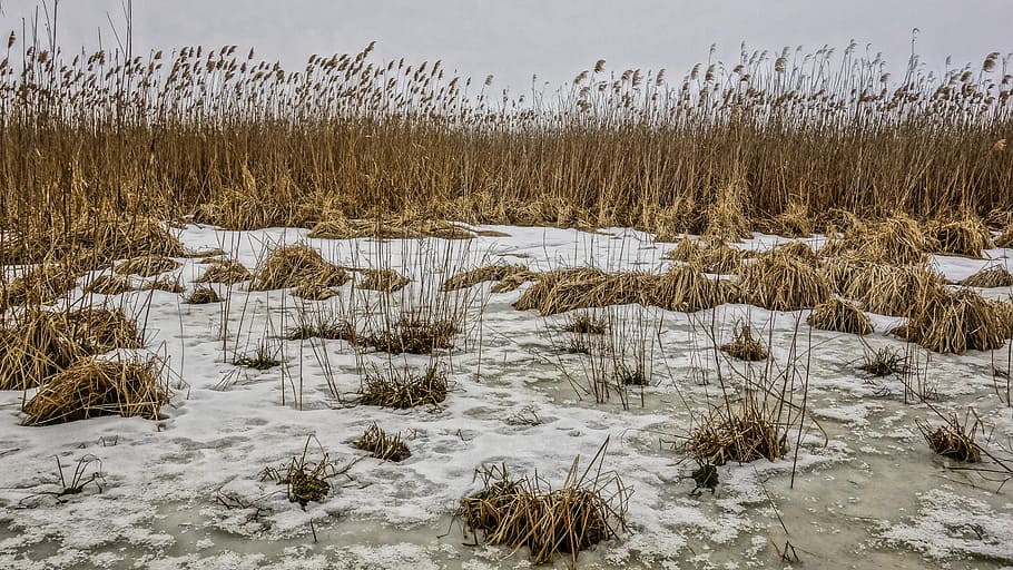 winter, reed, ice, snow, river, cold temperature, plant, land HD wallpaper