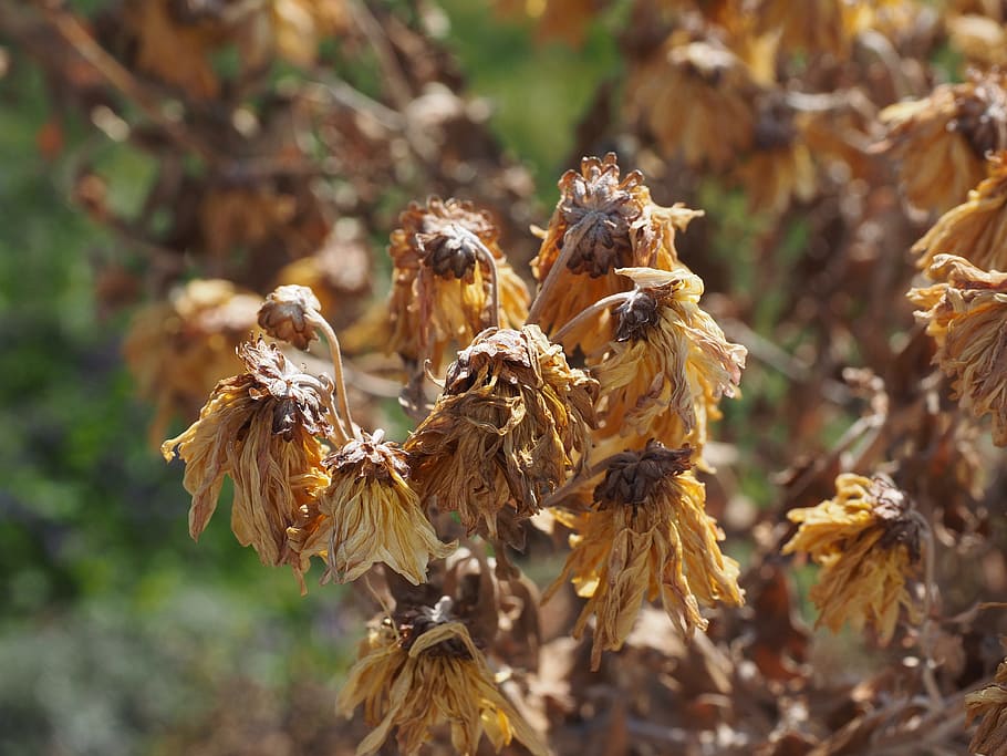 flowers, withered, dry, sun hat, focus on foreground, day, nature HD wallpaper