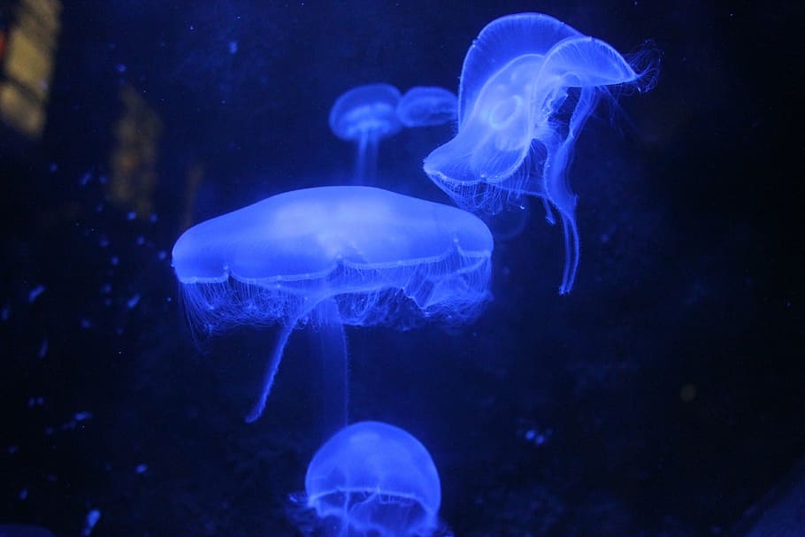 jellyfish, blue, aquarium, sea animal, nettles, tentacle, wildlife, HD wallpaper
