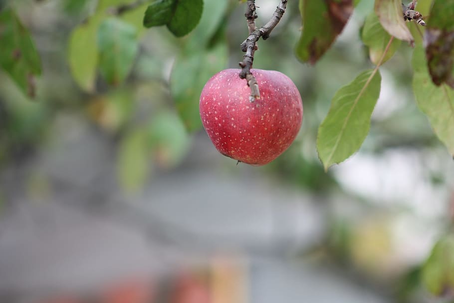 apple, sad, fruit, apples, nature, red, fruit growing, healthy eating HD wallpaper