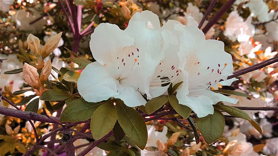 flower, white, nature, spring, plant, flowering plant, beauty in nature HD wallpaper