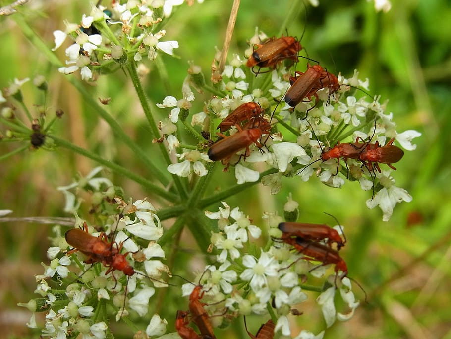 beetle, soldier beetle, insect, wirbellos, animal, forest, meadow, HD wallpaper