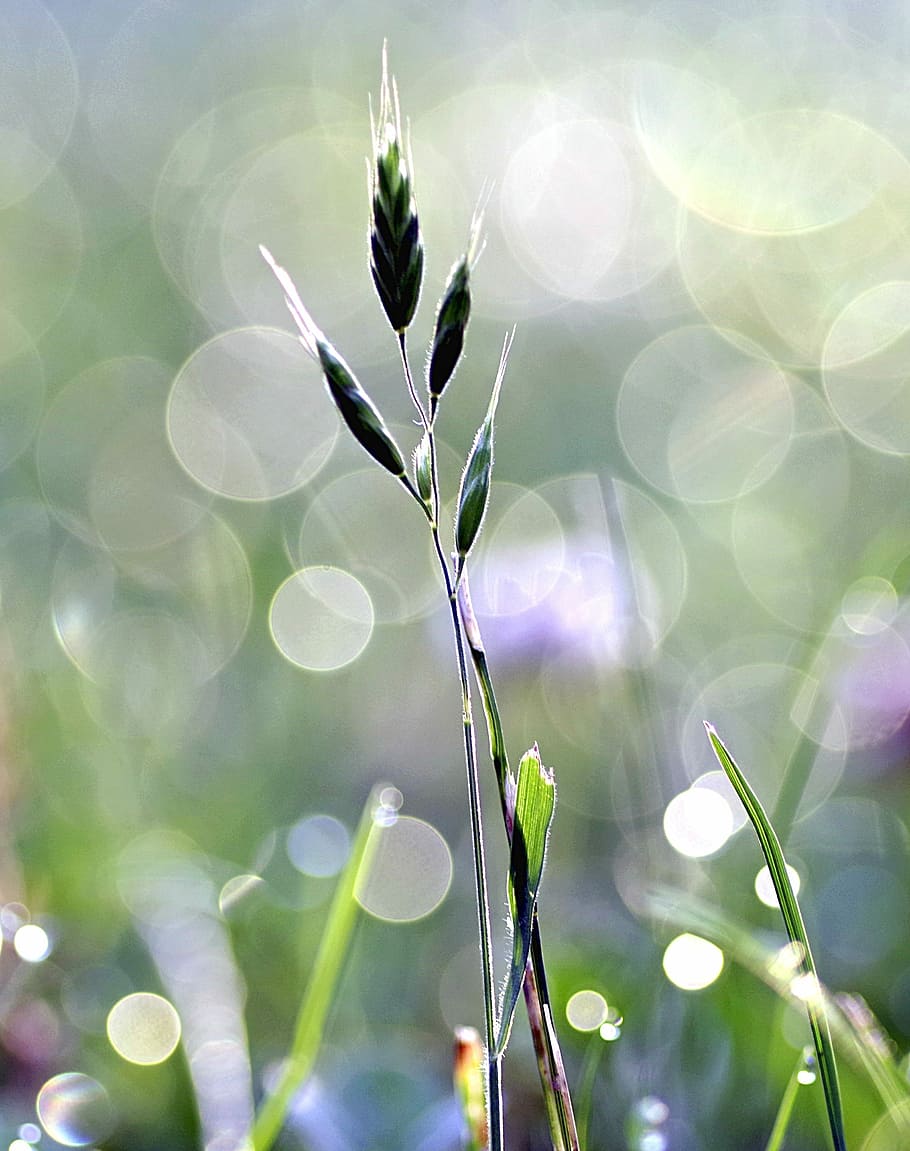 Grass, Bliki, Drops, Morning, rosa, green, meadow, blade, macro HD wallpaper