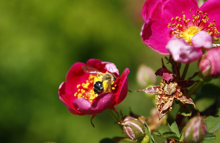 Rose, Red, Flower, Blossom, Bloom, White, blossoms, leaf, leaves HD wallpaper