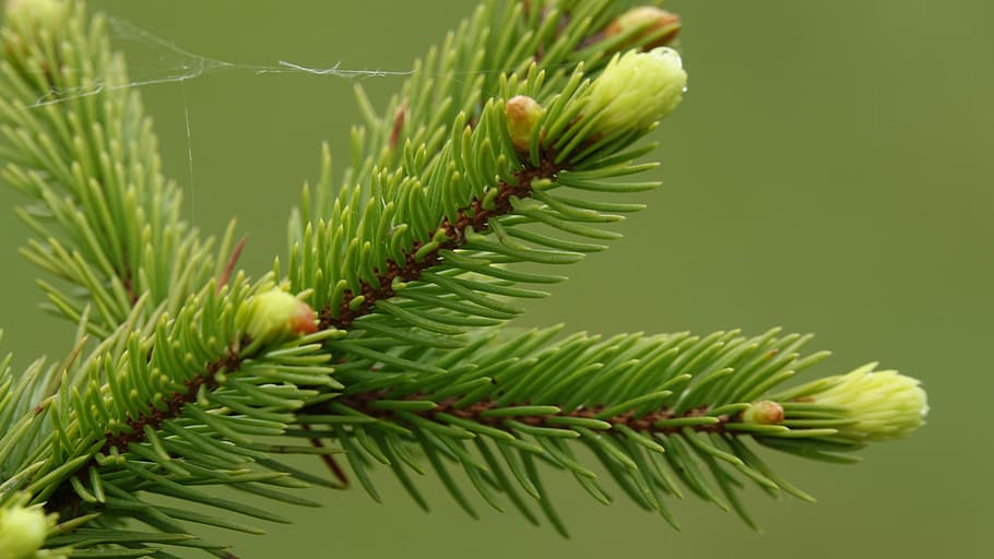 fir, branches, buds, green color, plant, tree, pine tree, coniferous tree HD wallpaper