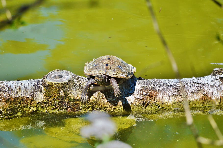Water Turtle, Reptile, tortoise shell, animal, on the water HD wallpaper