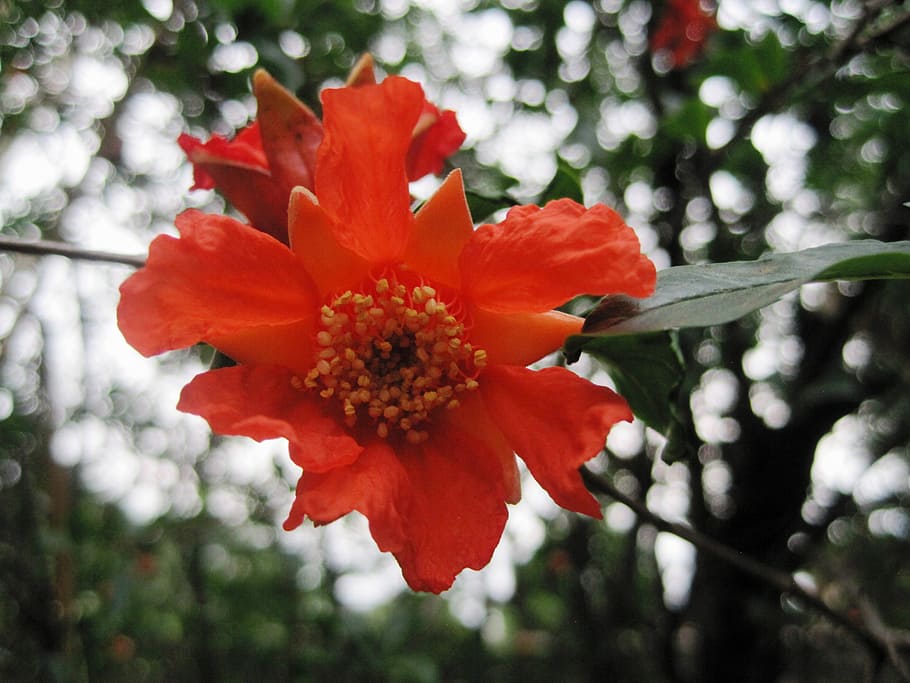 flower, bloom, orange, bright, pomegranate, delicate, tree HD wallpaper