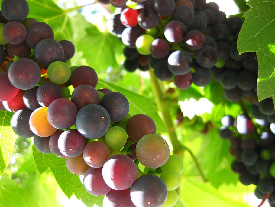 grapes, green, blue, violet, vine, landscape, leaves, nature HD wallpaper