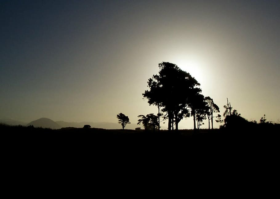 silhouette, tree, back light, nature, sunset, africa, landscape HD wallpaper