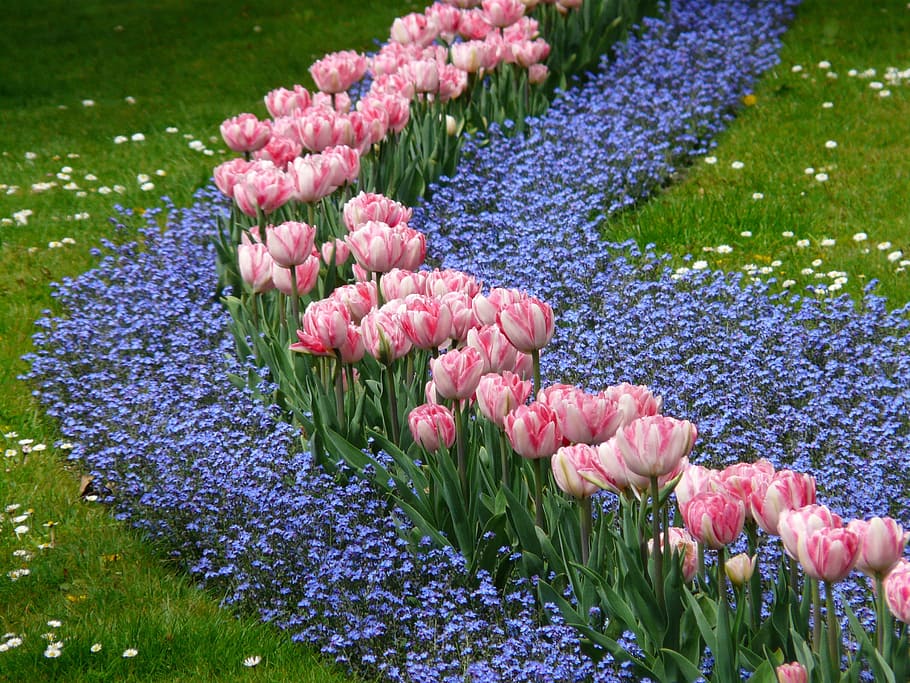 close-up photo of white-and-pink tulip flowers near purple flowers at daytime HD wallpaper