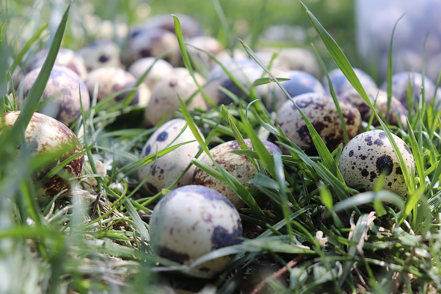 quail, egg, quail eggs, easter, close, basket, healthy, food HD wallpaper