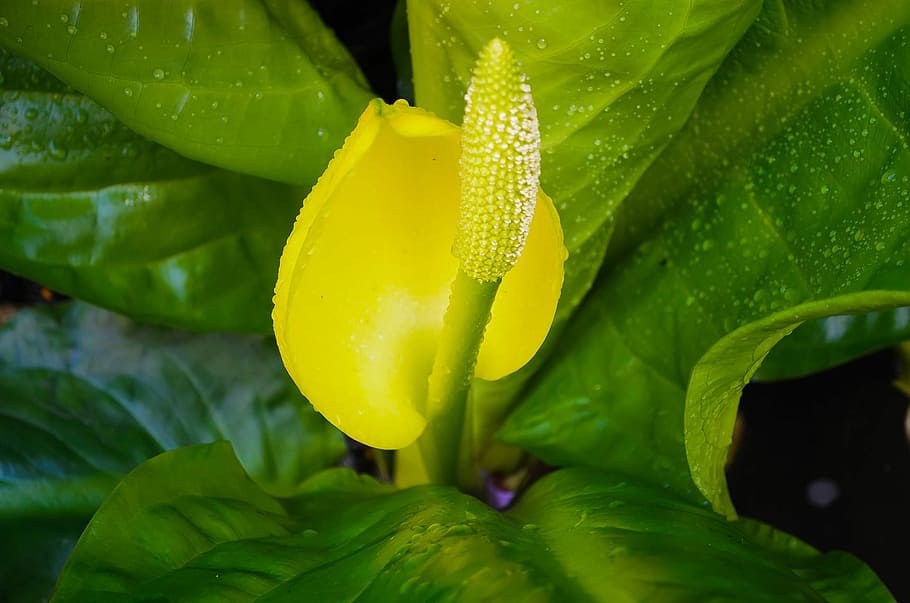 Flower, Spring, Season, Raindrops, Macro, background, nature HD wallpaper