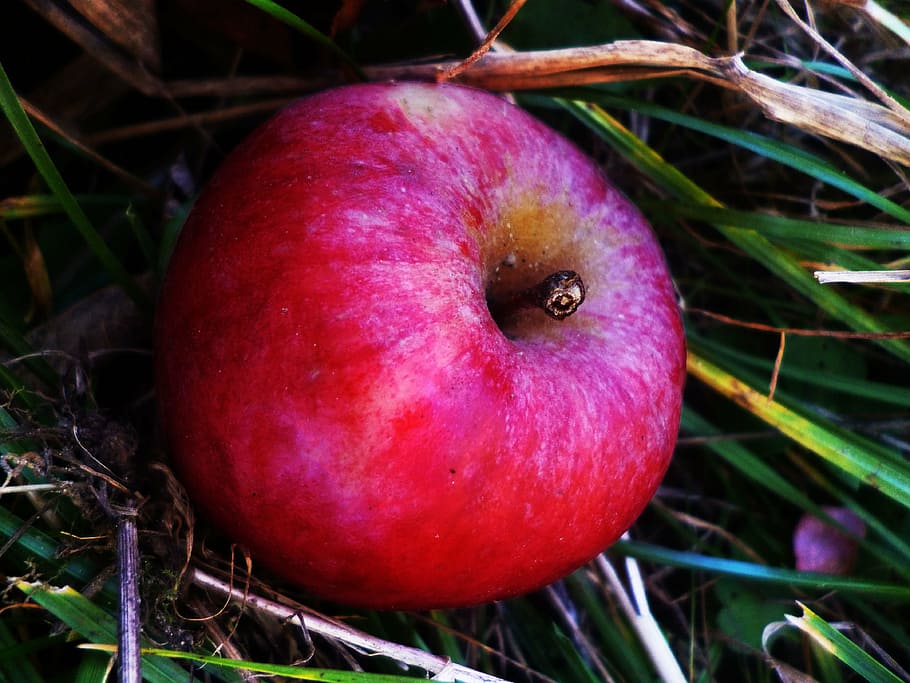 apple, red, nature, fruit, autumn, fetus, apple tree, harvest HD wallpaper