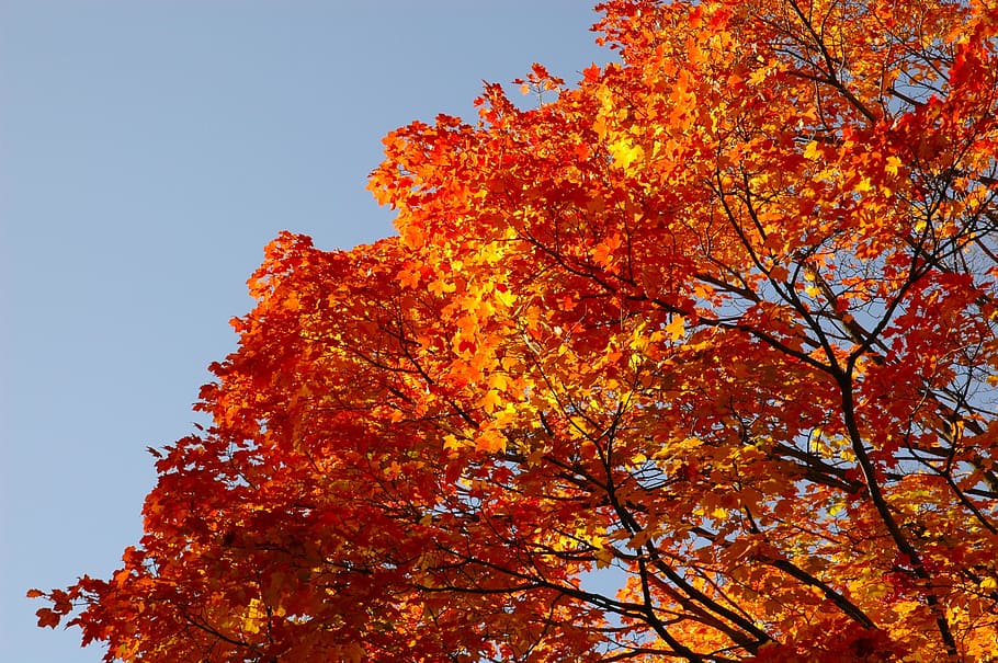 HD wallpaper: blue sky, fall, aut, autumn, golden autumn, fall colors, fall  leaves | Wallpaper Flare