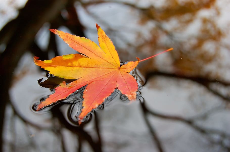 water, wet, leaf, nature, plant, fall, autumn, plant part, change HD wallpaper