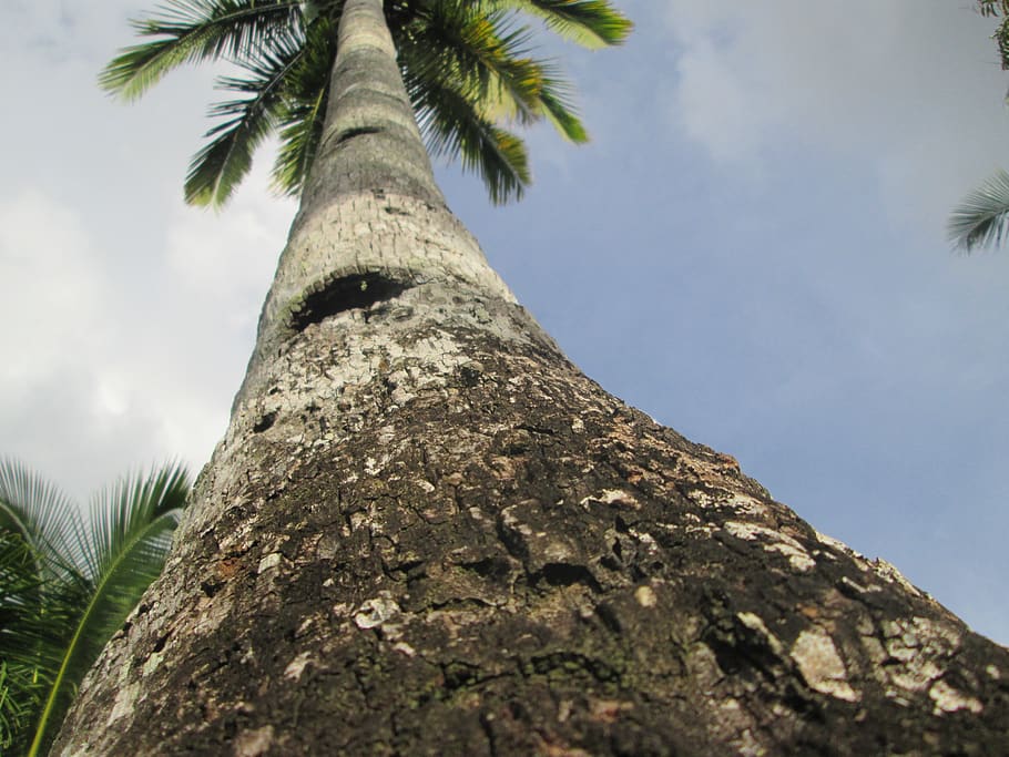 palm tree, tree trunk, coconut tree, tall, organic, agriculture HD wallpaper