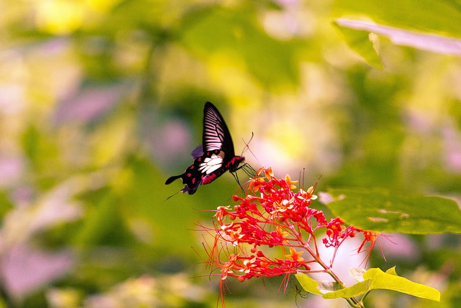 Butterfly, Flower, Spring, Nature, summer, green, pattern, insect HD wallpaper