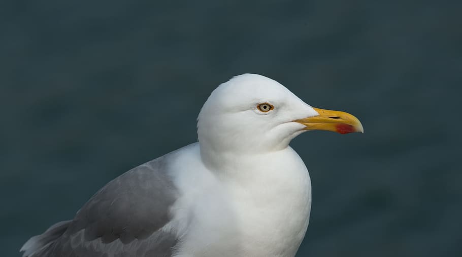 Herring Gull, Gulls, Larus Argentatus, large gull, seevogel, HD wallpaper
