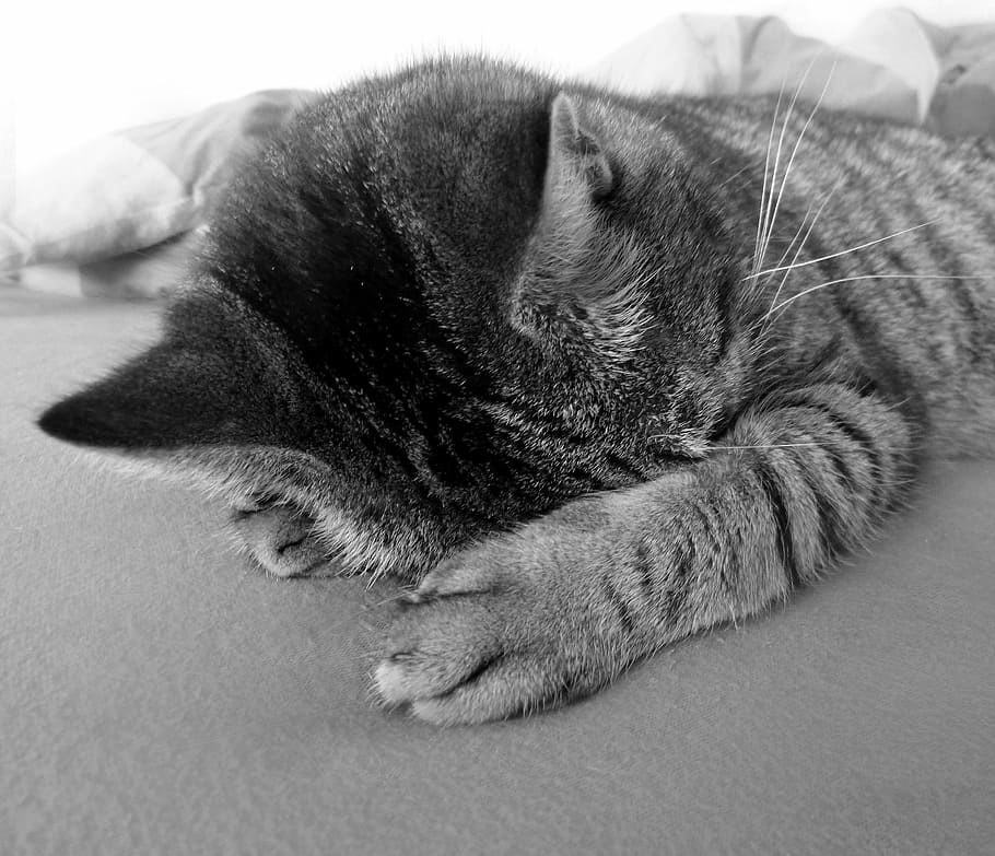 grayscale photo of kitten, cat, relax, chill out, camacho, black HD wallpaper