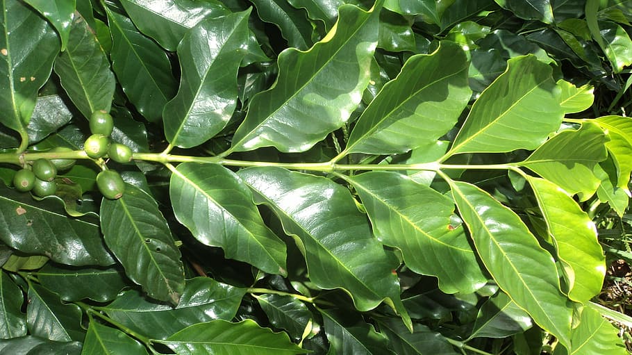 green coffee leaves close-up photo, Leaf, Plant, Nature, vegetables HD wallpaper