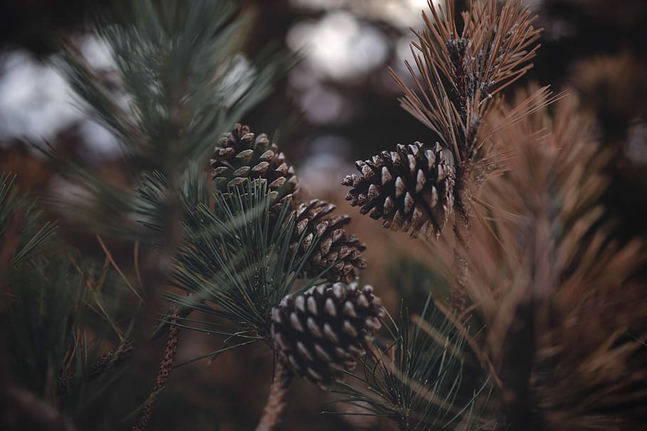 tilt shift photography of brown pinecones, selective focus photography of brown conifer cones HD wallpaper