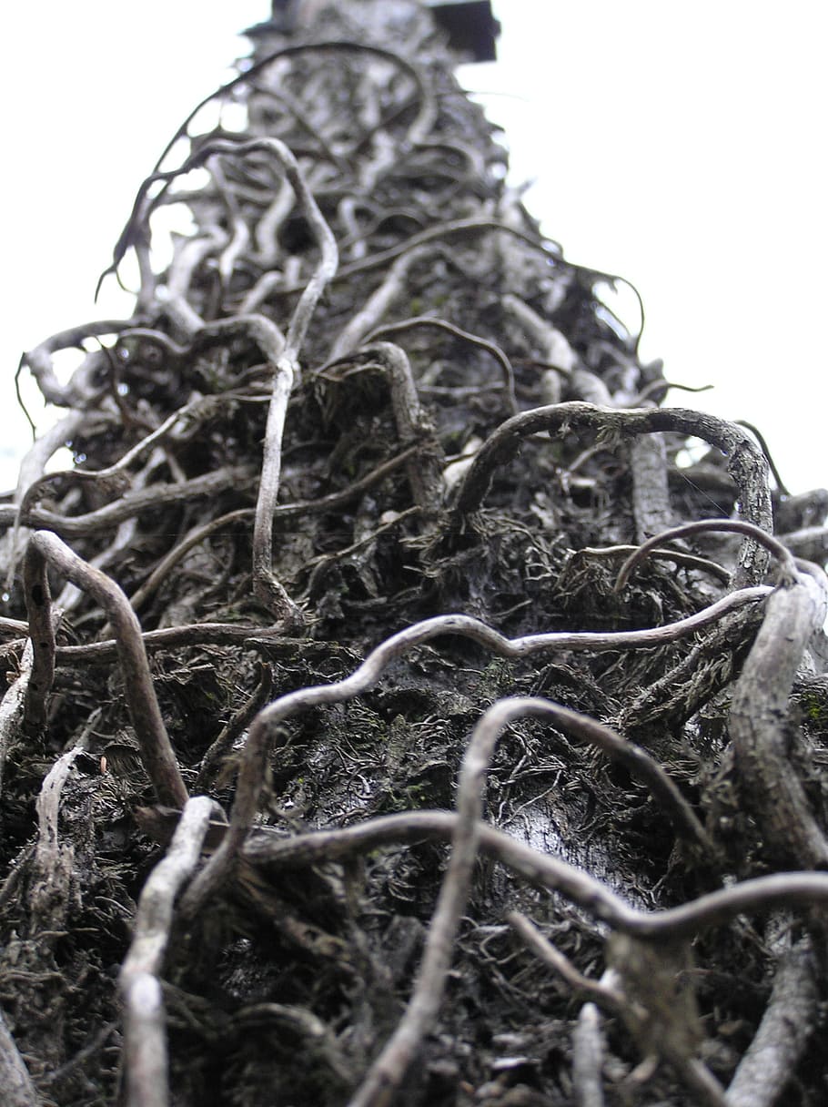 Vine, Dead, Tangled, Pole, Wood, gnarled, plant, winter, tree HD wallpaper