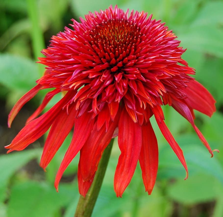 sun hat, plant, coneflower, shining coneflower, echinacea, red HD wallpaper
